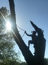 Avatar for Hawkins Tree Service LLC