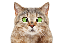 Avatar for Mindful Pest and Property Solutions