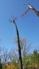 Logo for ArborCare Tree Experts