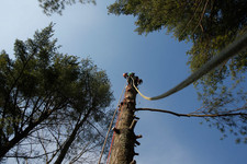 Urban Jacks Tree Service logo
