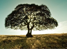 Avatar for Sunrise Tree & Yard Service