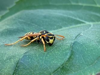 Compass Pest Control | Kennewick, WA 99336 - HomeAdvisor