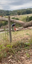 B & B Tree Removal logo