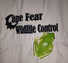 Logo for Cape Fear Wildlife Control, LLC