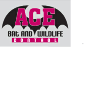 Avatar for Ace Bat and Wildlife Control