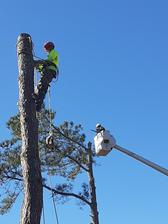 Ashley's Tree & Stump Removal logo