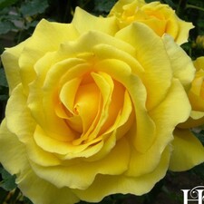 Avatar for Gold Rose Lighting