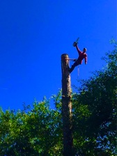 R & M Tree Services logo