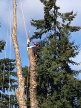 Steve's Tree Service logo