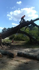 Avatar for S & S Tree Service