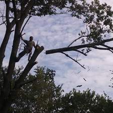 Avatar for A&I Real Tree Service - Facebook
