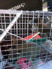 Avatar for Georgia Licensed Wildlife Trappers