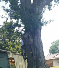 Avatar for ELI'S Tree Services Llc