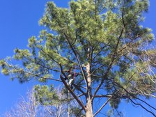 Avatar for Blake's Tree Services