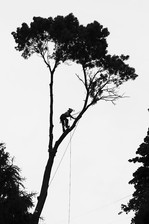 M&J's Tree Service, LLC logo