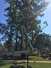 Avatar for Yanez Tree Service and Landscaping, LLC