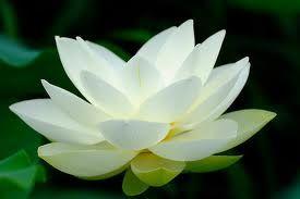 White Lotus Feng Shui logo