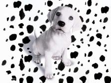 Avatar for Spotless Carpet And Floors