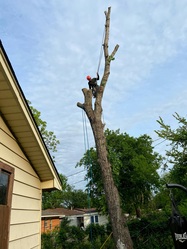 Cardinal Tree experts logo