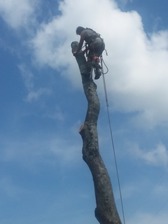 Razors Edge Lawn Care & Tree Work logo