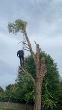 Logo for Lindsey's Landscaping & Tree Removal