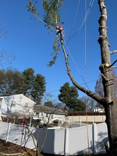 Logo for A & J Tree Service