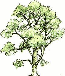 Dolphy's Tree Removal, LLP. logo