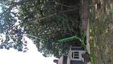 Avatar for Hoffman Tree, Inc.