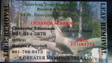 Avatar for American Tree