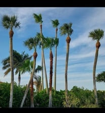 Florida Paradise Trees, LLC logo