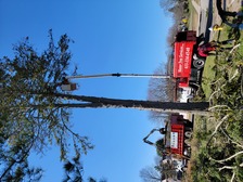 Master Tree Services Inc  logo