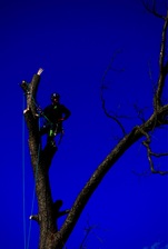 Advantage Tree Care, LLC logo