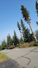 Avatar for Spider-Man Tree Surgeon & Landscaping
