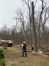 Logo for EML Tree Services, LLC