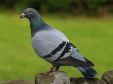 Avatar for Pigeons R-US