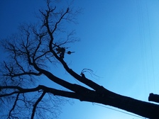 Avatar for Cut It Out Tree Services