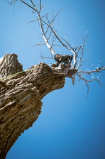 Logo for Cornerstone Tree and Landscape Services