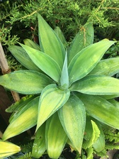 Avatar for Go Green Landscaping