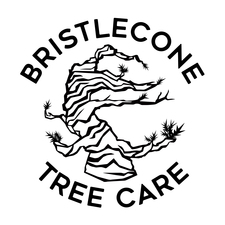 Avatar for Bristlecone Tree Care