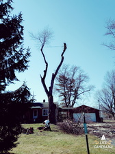 Logo for Wittenhagen's Tree Climbing & Care