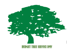 Avatar for Budget Tree Service DMV
