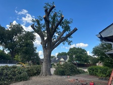 Avatar for Texas Tree Service