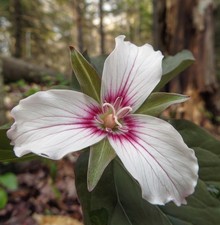 Avatar for Trillium Stone and Garden