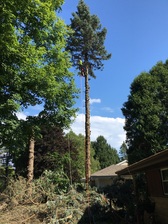 Logo for Kirmse Tree Removal