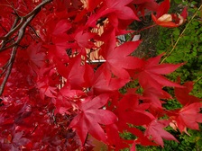Avatar for Hemlock Landscape & Restoration