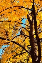 Avatar for Advanced Arborists, LLC
