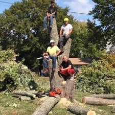 Logo for Blakely's Tree Service