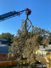 A Low Cost Tree Service, LLC logo