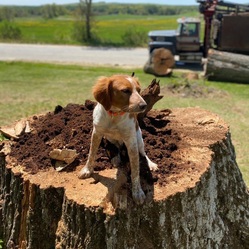 KB Tree Services logo