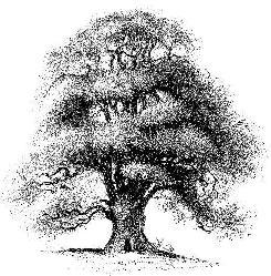 Borealis Landscape & Design, Inc. logo
